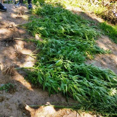 Investigaban una causa por lesiones con arma blanca, terminaron incautando 10 plantas de marihuana